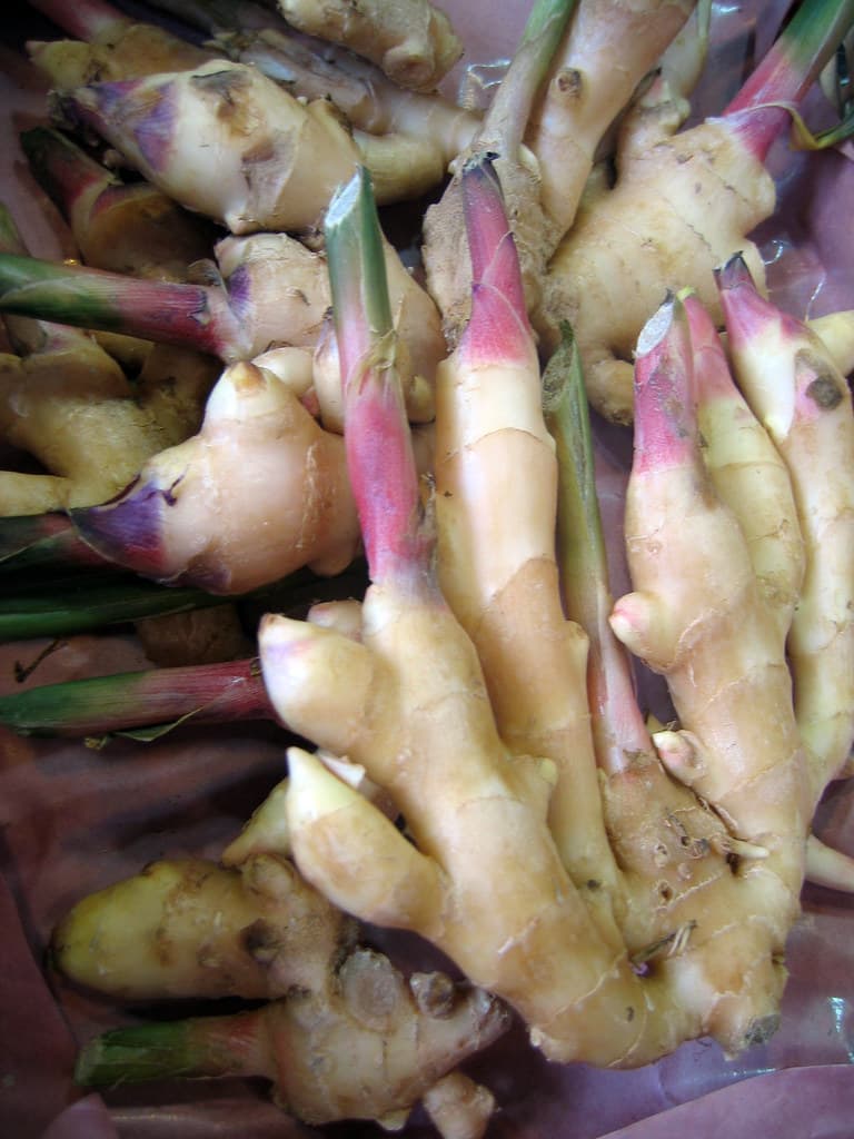 Ginger