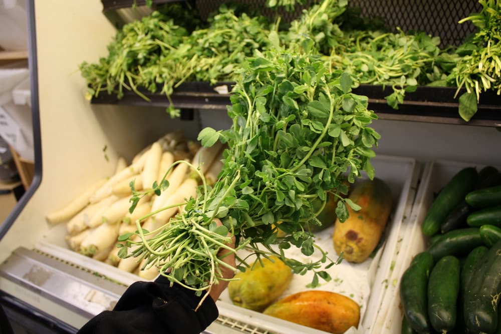 Fenugreek (Methi)