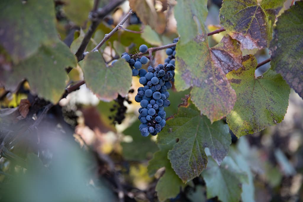 Black Grapes