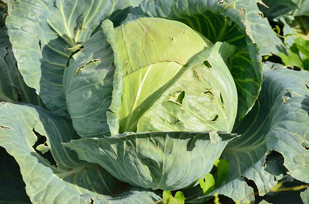 Cabbage